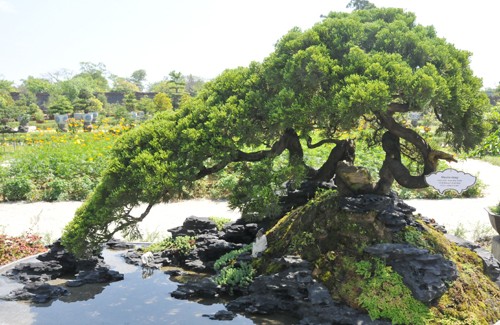 Bonsai exhibition recreates Nguyen kings’ royal garden - ảnh 1